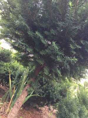 云杉红豆杉是什么植物？植物红豆杉图片