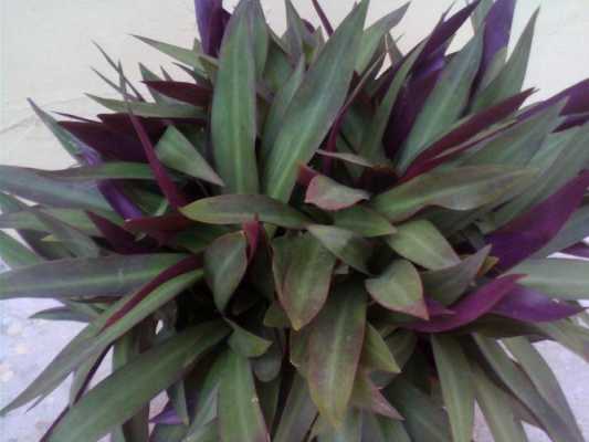 叶子一面是绿色一面紫色，放在室内的盆景。这种植物叫什么名字？小盆栽植物图片及名称-图1