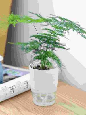 云竹栽在家里有什么好处和坏处？室内植物文竹