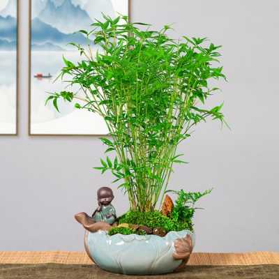 如何养好盆栽竹子？室内植物竹子的养殖-图2