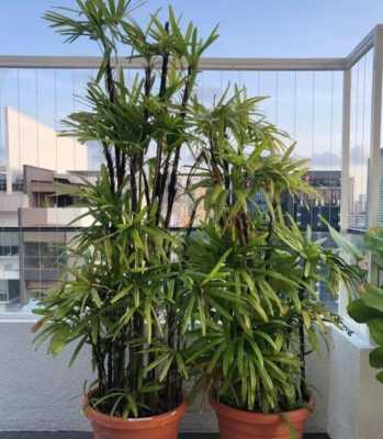 如何养好盆栽竹子？室内植物竹子的养殖-图3