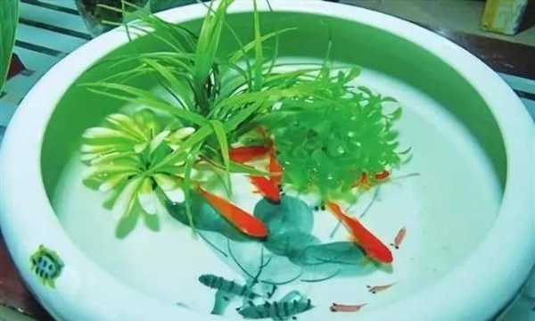 金鱼盆里适合什么植物？养金鱼 水培植物-图3