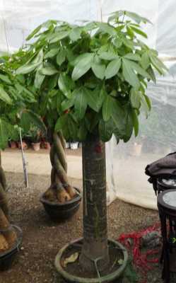 发财树属于阔叶植物吗?有什么适合在室内养的高杆阔叶植物?(喜阴的植物)？发财树植物