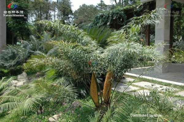 铁树是国家什么级保护植物？植物苏铁