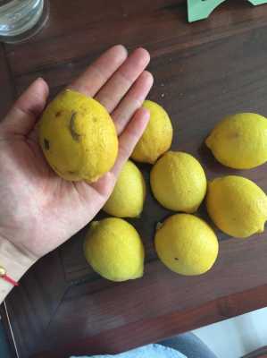 一种植物切开和柠檬很像是什么？柠檬植物图片-图3