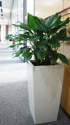 植物办公室常种的植物？适合办公室种的植物-图3