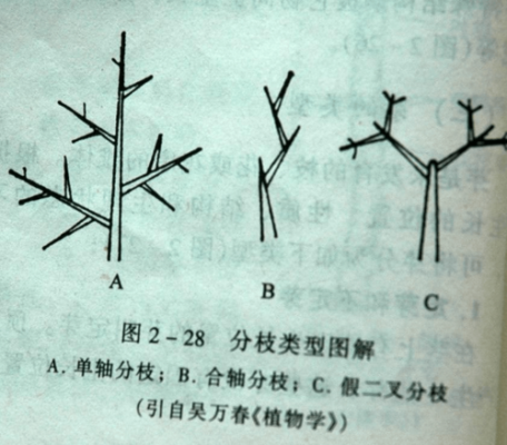 植物茎的分枝方式主要有哪几种？植物茎的分枝方式