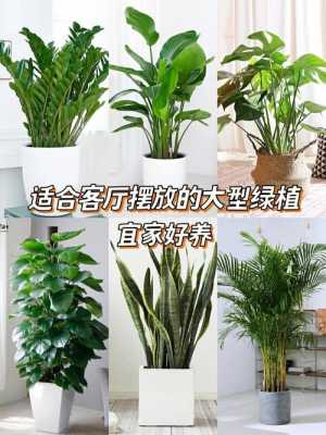 十大客厅喜阳绿植？客厅摆放什么大盆植物