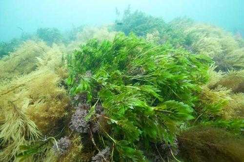 海里制造氧气的植物？海里 植物-图3