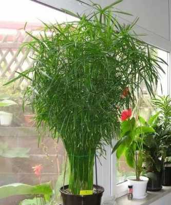 适合养在家里的大型竹子？植物竹子大全图片大全-图1