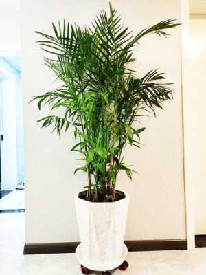 适合养在家里的大型竹子？植物竹子大全图片大全-图3