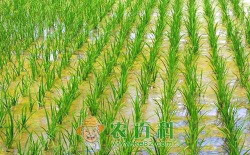 水田除了种水稻还可以种些什么高价值的东西？水栽植物都有哪些-图3