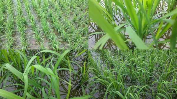 水田除了种水稻还可以种些什么高价值的东西？水栽植物都有哪些