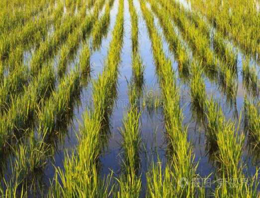 水田除了种水稻还可以种些什么高价值的东西？水栽植物都有哪些-图2