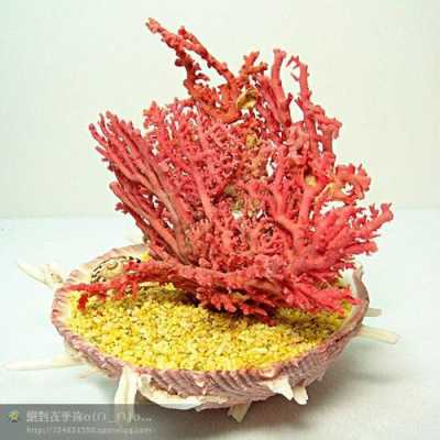 珊瑚怎么养才能养得好？珊瑚植物怎么养-图1
