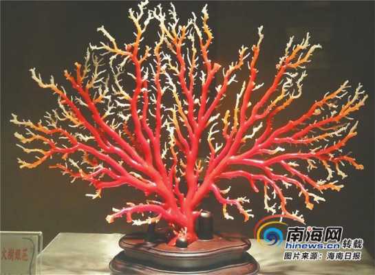 红珊瑚养殖方法？珊瑚植物养殖方法-图1
