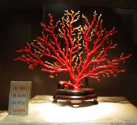 红珊瑚养殖方法？珊瑚植物养殖方法-图2