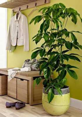 适合长期室内养的木本植物？室内植物种植技术-图2