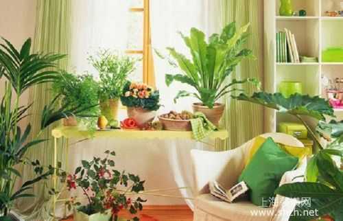 养猫卧室可以养的植物？卧室适宜摆放的植物
