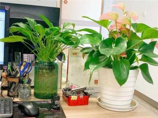 好养不容易死的办公桌植物？最适合办公室养的植物-图3