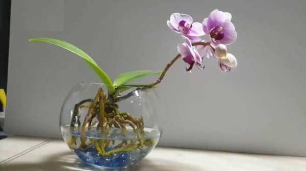 蝴蝶兰花能养在水里吗（蝴蝶兰可以养在水里吗）-图2