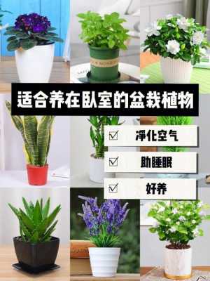 最适合放在室内净化空气的植物有哪些？室内进化空气植物-图2