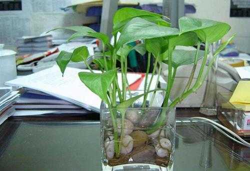 水培植物怎么固定根部？水培植物如何固定