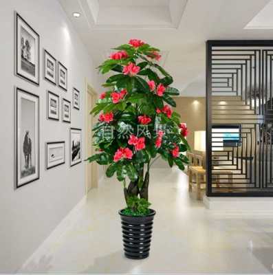十大客厅耐阴耐寒大型花树？家庭植物图片