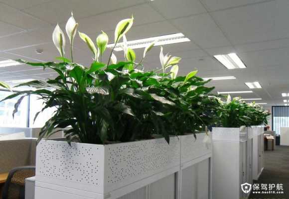 办公室什么绿植最好养？办公室植物养殖方法