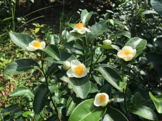 茶树在分类上属于什么植物？茶花是什么植物-图2