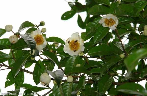 茶树在分类上属于什么植物？茶花是什么植物-图3