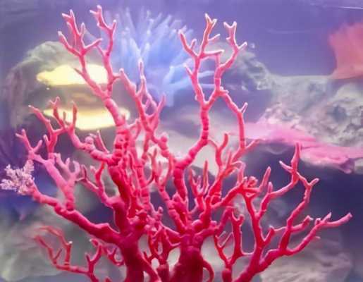 珊瑚是国家几级保护？珊瑚植物图片-图3