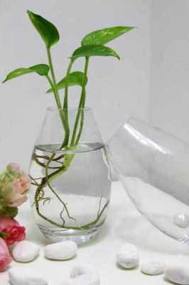 水培养花正确方法？植物水培步骤