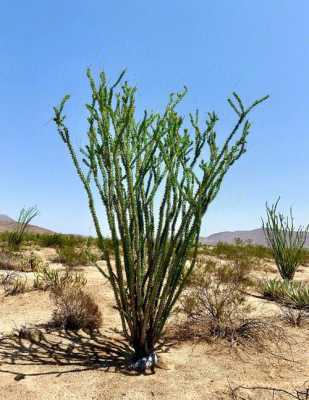 在沙漠里适合种植什么植物？沙漠适合种植什么植物-图1
