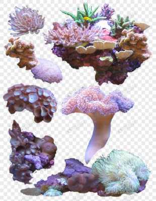 请举例说出海底的三种植物？海底的植物的特点-图3