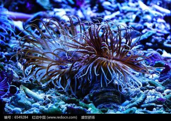 请举例说出海底的三种植物？海底的植物的特点-图1