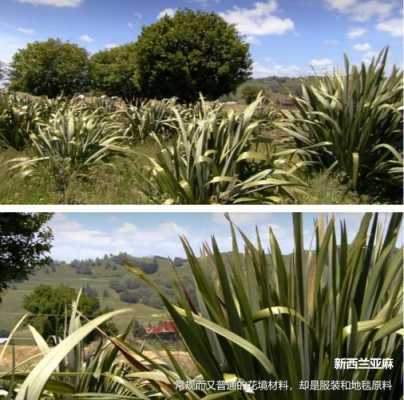 新西兰亚麻是什么植物？亚麻植物图片-图1