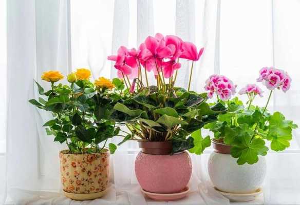 如何养殖室内花？如何养室内植物