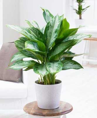 有什么喜阴的植物，适合放在家里的？家里适合放的植物