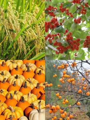 秋天什么果实最茂盛？秋天收获的植物