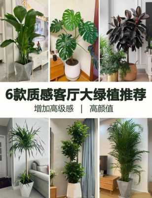 适合室内客厅养的植物？客厅适合什么植物-图2