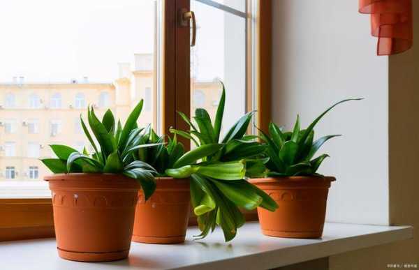 什么植物可以避光释放氧气？什么植物可以净化空气图片-图2