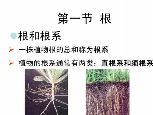 植物根的分类有哪些？草本植物分类