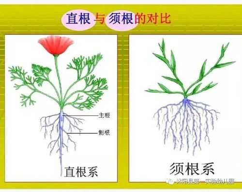 植物根的分类有哪些？草本植物分类-图2