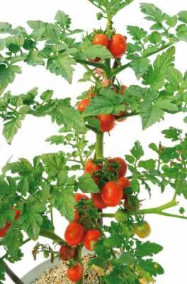 西红柿是什么科的植物？西红柿是植物吗-图2