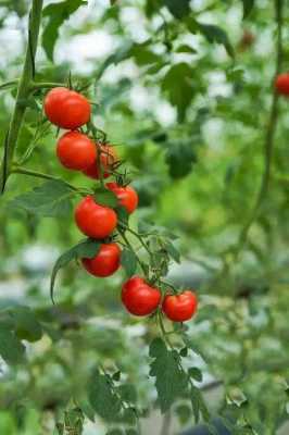 西红柿是什么科的植物？西红柿是植物吗