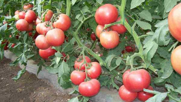 西红柿是什么科的植物？西红柿是植物吗-图3