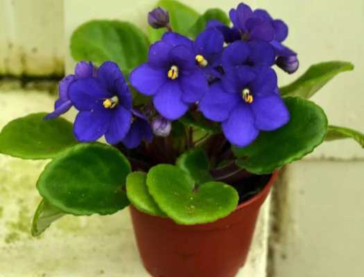 紫罗兰花可以养多久（紫罗兰花能养多久）-图1