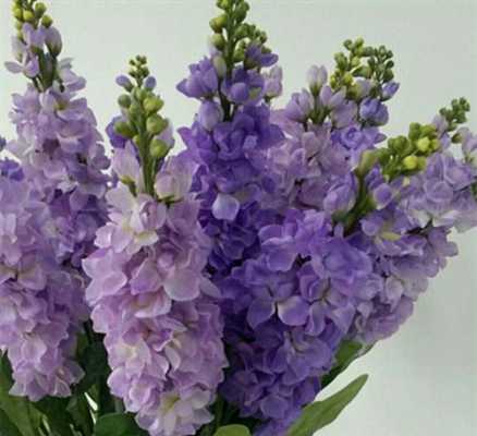 紫罗兰花可以养多久（紫罗兰花能养多久）-图2