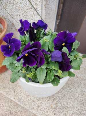 紫罗兰花可以养多久（紫罗兰花能养多久）-图3